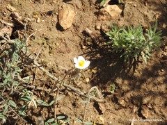 Helianthemum asperum