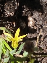 Sisyrinchium rosulatum