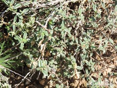 Helianthemum asperum