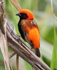 Euplectes nigroventris