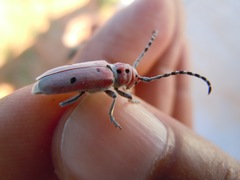 Tetraopes annulatus