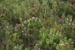 Protea aurea aurea