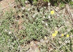 Helianthemum asperum