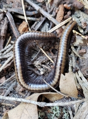 Paeromopodidae