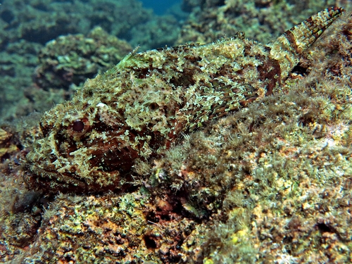 Stone Scorpionfish