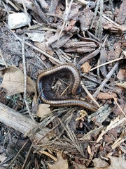 Paeromopodidae