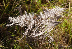 Pteridium aquilinum decompositum