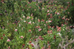 Protea aurea aurea