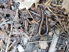 Paeromopodidae