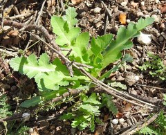 Papaver somniferum