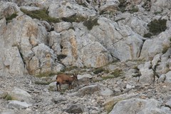 Rupicapra pyrenaica parva