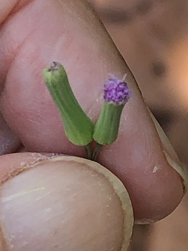 Emilia sonchifolia iNat (2)