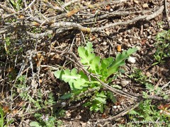 Papaver somniferum