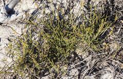 Lachnaea axillaris