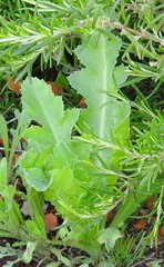 Papaver somniferum