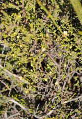 Lachnaea axillaris