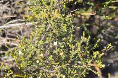 Lachnaea axillaris
