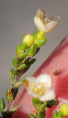 Lachnaea axillaris