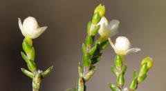 Lachnaea axillaris