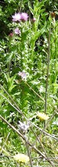 Carduus meonanthus