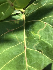 Enteucha basidactyla