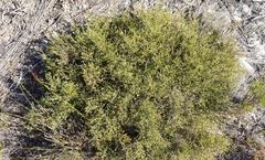 Lachnaea axillaris