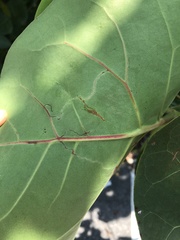 Enteucha basidactyla