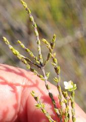 Lachnaea axillaris