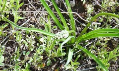 Muscari comosum