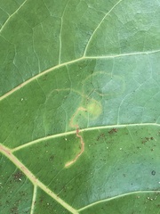 Enteucha basidactyla