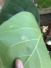 Enteucha basidactyla