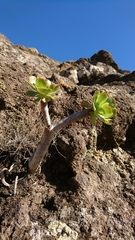 Aeonium arboreum holochrysum