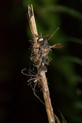 Ophiocordyceps humbertii image