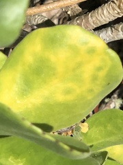 Cucumber mosaic virus