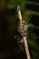 Ophiocordyceps humbertii