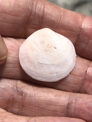 Semele proficua
