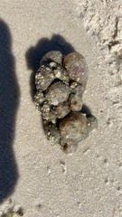 Molgula manhattensis