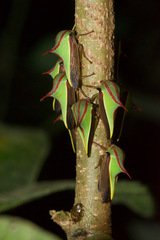 Umbonia ataliba