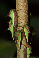 Umbonia ataliba