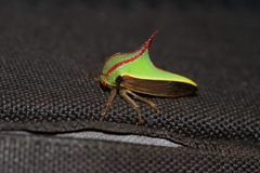 Umbonia ataliba