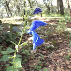 Salvia patens