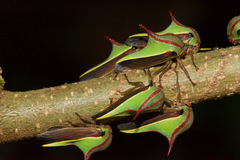 Umbonia ataliba