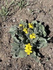 Viola purpurea aurea