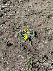 Viola purpurea aurea