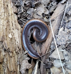 Paeromopodidae