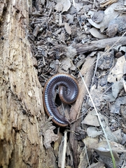 Paeromopodidae