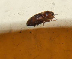 Aeoloides