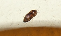 Aeoloides