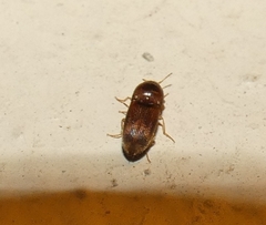 Aeoloides