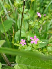 Robertium